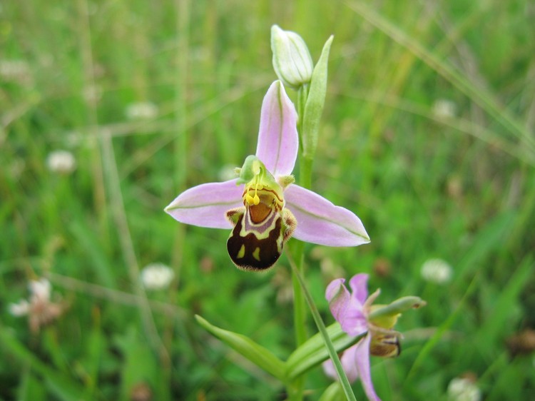 Ophrys apifera